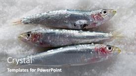  Presentation with sardines - Presentation theme enhanced with group-of-fresh-sardines-over background and a gray colored foreground