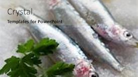  Presentation with sardines - Amazing presentation theme having group of fresh sardines over salt backdrop and a mint green colored foreground