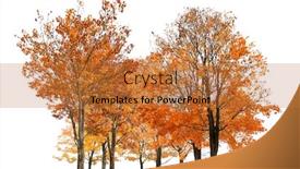  Presentation with white gold - Slide set enhanced with group-of-gold-autumn-maple background and a red colored foreground