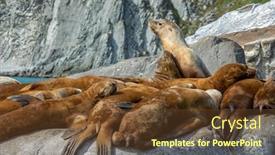  Presentation with lions - Audience pleasing presentation design consisting of group-of-golden-brown-sea backdrop and a tawny brown colored foreground