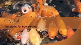  Presentation with fish pond - Theme enhanced with group-of-golden-fish-open background and a red colored foreground