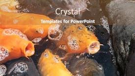  Presentation with wait - Theme having group-of-golden-fish-open background and a tawny brown colored foreground