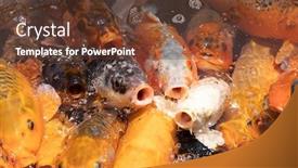  Presentation with wait - PPT theme enhanced with group-of-golden-fish-open background and a tawny brown colored foreground