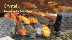  Presentation with wait - Presentation enhanced with group-of-golden-fish-open background and a tawny brown colored foreground