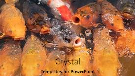  Presentation with wait - Audience pleasing presentation theme consisting of group-of-golden-fish-open backdrop and a gold colored foreground