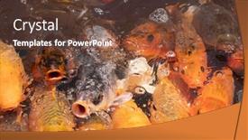  Presentation with fish pond - Amazing presentation theme having group-of-golden-fish-open backdrop and a tawny brown colored foreground