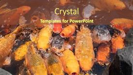  Presentation with fish pond - Presentation theme consisting of group-of-golden-fish-open background and a tawny brown colored foreground