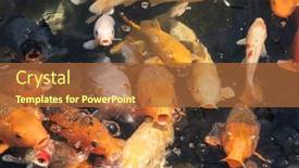  Presentation with wait - Presentation theme enhanced with group-of-golden-fish-open background and a red colored foreground