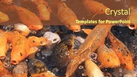  Presentation with wait - Presentation featuring group-of-golden-fish-open background and a  colored foreground