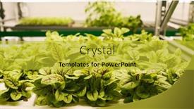  Presentation with vegetables - Presentation featuring group-of-green-seedlings background and a yellow colored foreground