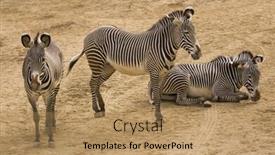 Presentation with group - Cool new presentation with group-of-grevy-s-zebra backdrop and a coral colored foreground