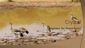  Presentation with crane - Cool new PPT theme with group-of-grey-crowned-crane backdrop and a coral colored foreground