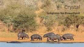  Presentation with water park - Slide deck having group-of-hippos-hippopotamus-amphibius background and a coral colored foreground