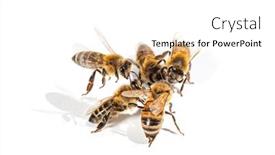  Presentation with honey - Presentation theme having group-of-honey-bees-fighting background and a white colored foreground