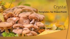  Presentation with fungus - Slides featuring group-of-honey-fungus background and a gold colored foreground