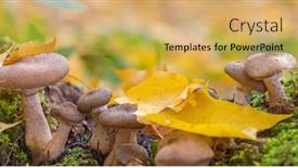  Presentation with fungus - Theme having group-of-honey-fungus background and a yellow colored foreground