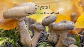  Presentation with fungus - Presentation having group-of-honey-fungus background and a yellow colored foreground