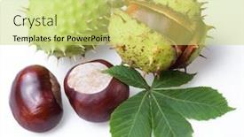  Presentation with white horse - PPT theme enhanced with group-of-horse-chestnut-fruits background and a yellow colored foreground