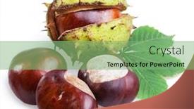  Presentation with white horse - Amazing presentation design having group-of-horse-chestnut-fruits backdrop and a seafoam green colored foreground