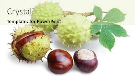  Presentation with white horse - Beautiful theme featuring group-of-horse-chestnut-fruits backdrop and a blonde colored foreground