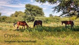  Presentation with farmland - Slide deck with group-of-horses-grazing background and a gold colored foreground