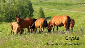  Presentation with horses - Slides with group-of-horses-grazing background and a gold colored foreground