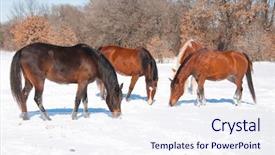  Presentation with grass dark - Audience pleasing presentation consisting of group of horses nibbling backdrop and a sky blue colored foreground