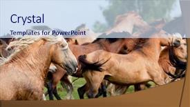  Presentation with wild horses - Audience pleasing presentation consisting of group of horses runs gallop backdrop and a sky blue colored foreground