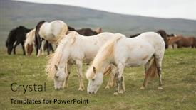  Presentation with pasture - Audience pleasing presentation theme consisting of group-of-icelandic-ponies backdrop and a coral colored foreground