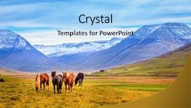  Presentation with pasture - Presentation theme featuring group of icelandic ponies background and a light blue colored foreground