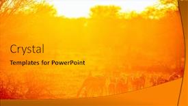  Presentation with safari south africa - Slides with group-of-impala-antelopes background and a light gray colored foreground