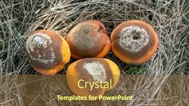  Presentation with plant disease - Slide deck having group-of-infected-and-rotten background and a tawny brown colored foreground