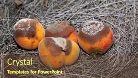  Presentation with plant disease - Slide set featuring group-of-infected-and-rotten background and a tawny brown colored foreground