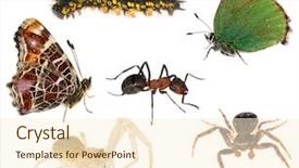  Presentation with ant - Presentation enhanced with group of insects isolated background and a cream colored foreground