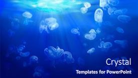  Presentation with marine life - Slide set with group-of-jellyfish-floating background and a navy blue colored foreground