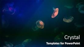  Presentation with jellyfish - Presentation theme consisting of group-of-jellyfish background and a  colored foreground