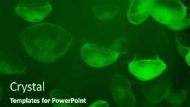  Presentation with jellyfish - Slides with group-of-jellyfish background and a  colored foreground