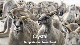  Presentation with brighter group - Slides with group of kangaroos background and a gray colored foreground