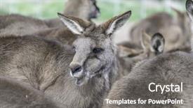  Presentation with kangaroo - PPT theme having group of kangaroos background and a gray colored foreground