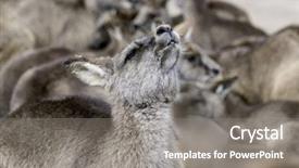  Presentation with group dairy fruit desserts - Slides enhanced with group of kangaroos background and a gray colored foreground