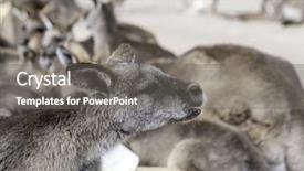  Presentation with kangaroo - Theme with group of kangaroos background and a gray colored foreground