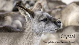  Presentation with kangaroo - PPT theme with group of kangaroos background and a mint green colored foreground