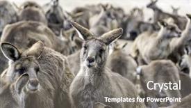  Presentation with kangaroo - Audience pleasing PPT theme consisting of group of kangaroos backdrop and a gray colored foreground