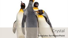  Presentation with king - Presentation theme consisting of group-of-king-penguin-standing background and a mint green colored foreground