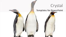  Presentation with king - PPT theme enhanced with group-of-king-penguin-standing background and a white colored foreground