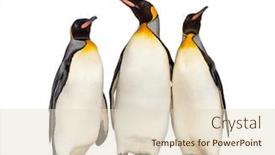  Presentation with king - Beautiful PPT theme featuring group-of-king-penguin-standing backdrop and a lemonade colored foreground