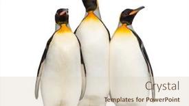  Presentation with king - Cool new PPT theme with group-of-king-penguin-standing backdrop and a lemonade colored foreground