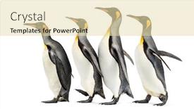  Presentation with king - Audience pleasing slides consisting of group-of-king-penguins-walking backdrop and a lemonade colored foreground