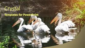  Presentation with swimming - Audience pleasing theme consisting of group-of-large-white-pelicans backdrop and a tawny brown colored foreground