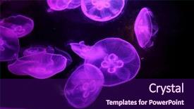  Presentation with black light - Cool new slide set with group of light purple jellyfish backdrop and a violet colored foreground